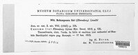 Melampsora lini image